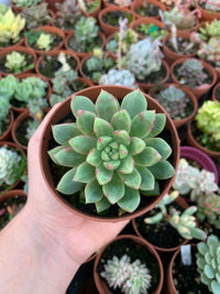 Echeveria "Echo"