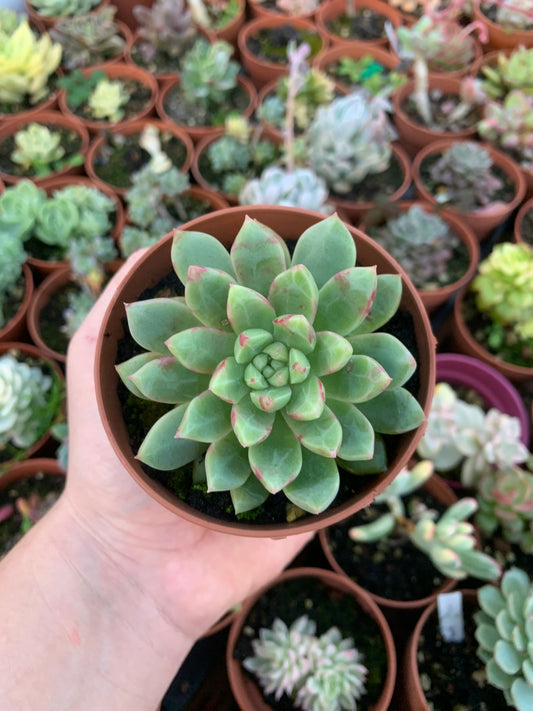 Echeveria "Echo"