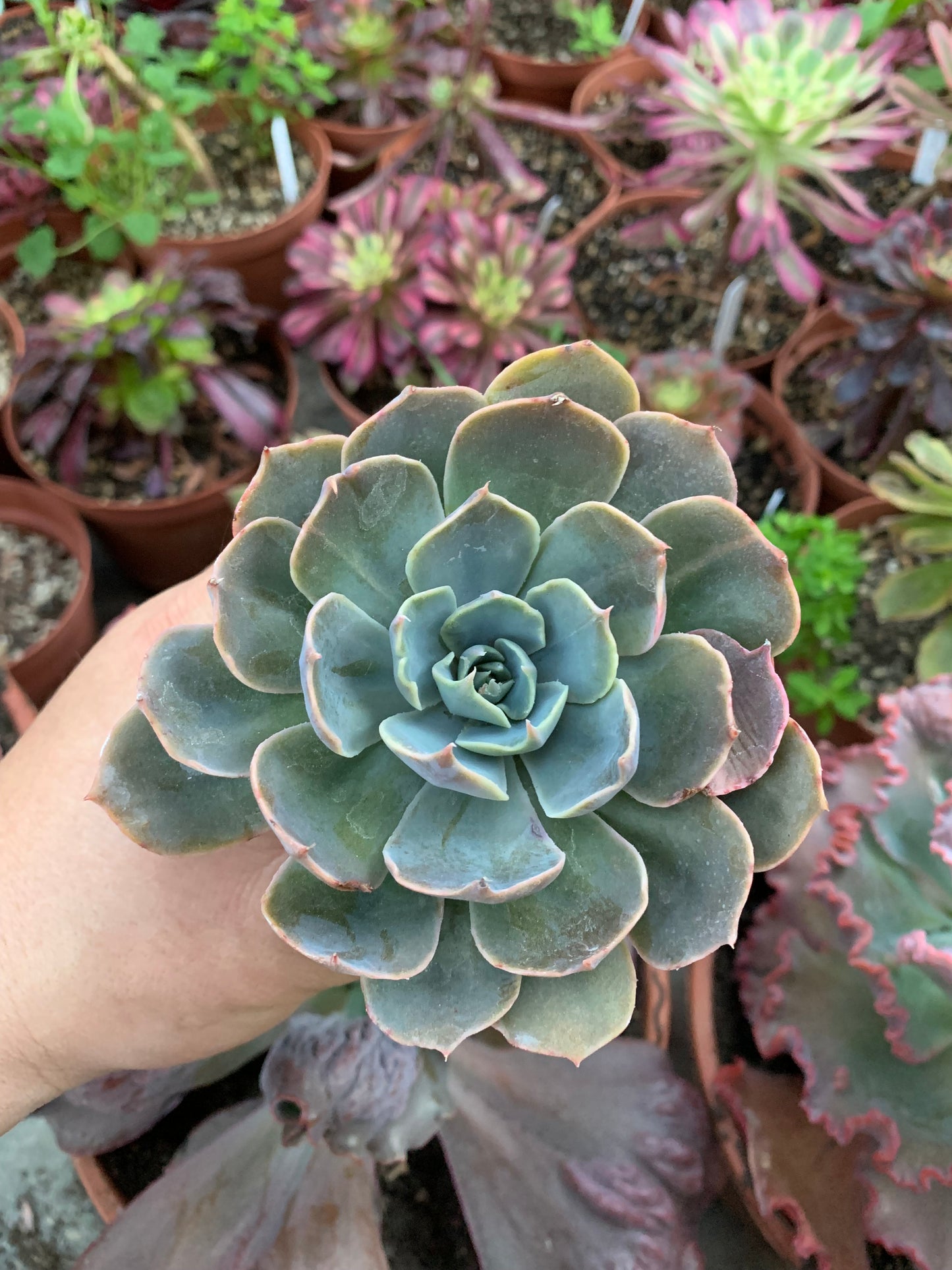 Echeveria "Linda Jean"