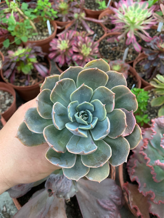 Echeveria "Linda Jean"