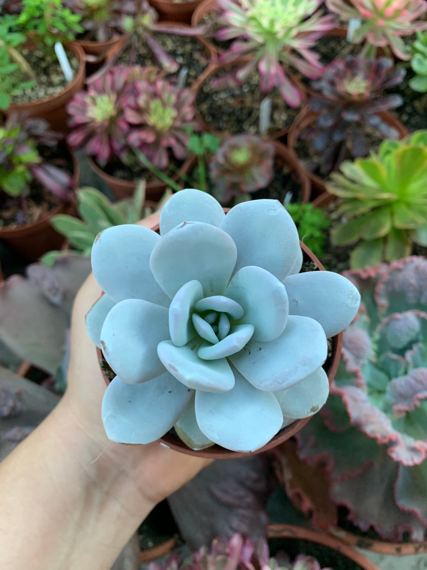 Echeveria laui