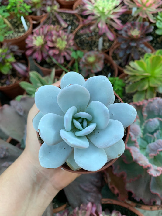 Echeveria laui