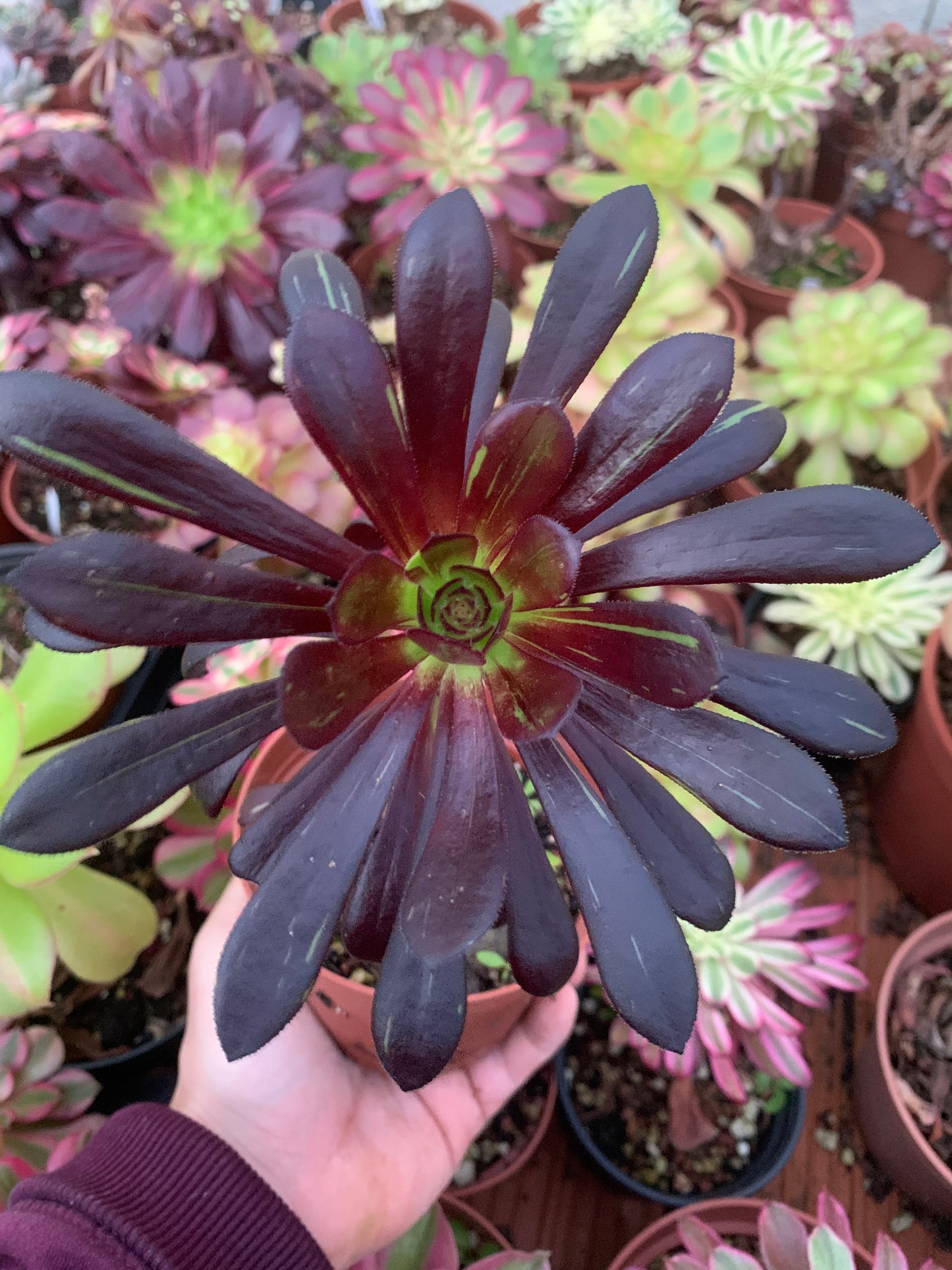 Aeonium "Big Bang" variegado