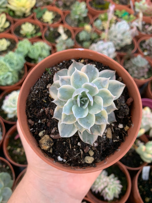 Bunte Echeveria subsessilis