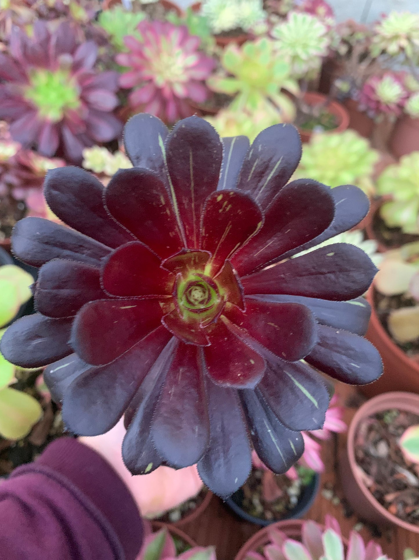 Aeonium "Zwartkopp"