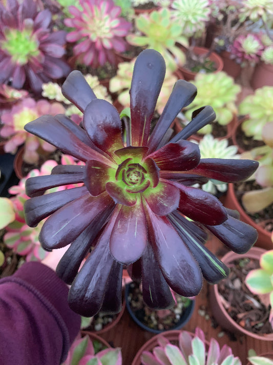 Aeonium „Big Bang“ bunt