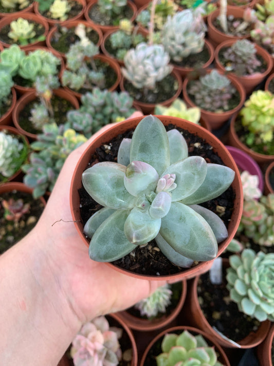 Pachyphytum "Sky" Koreanisch