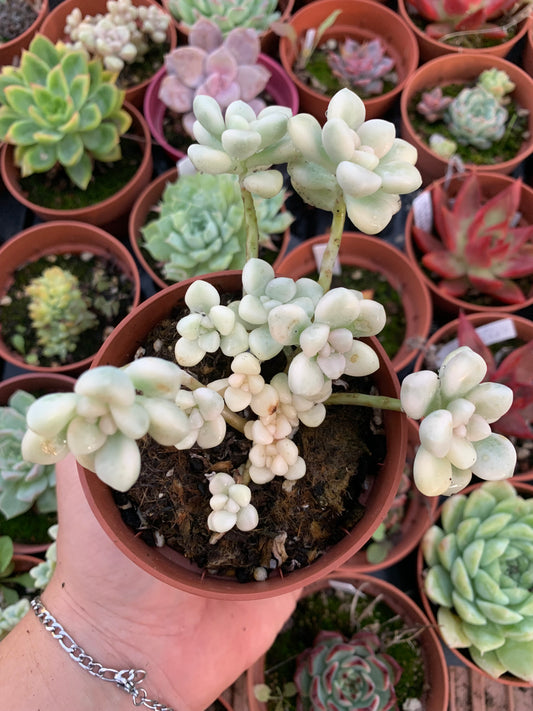 Graptopetalum ''Mendozae'' variegado Korean