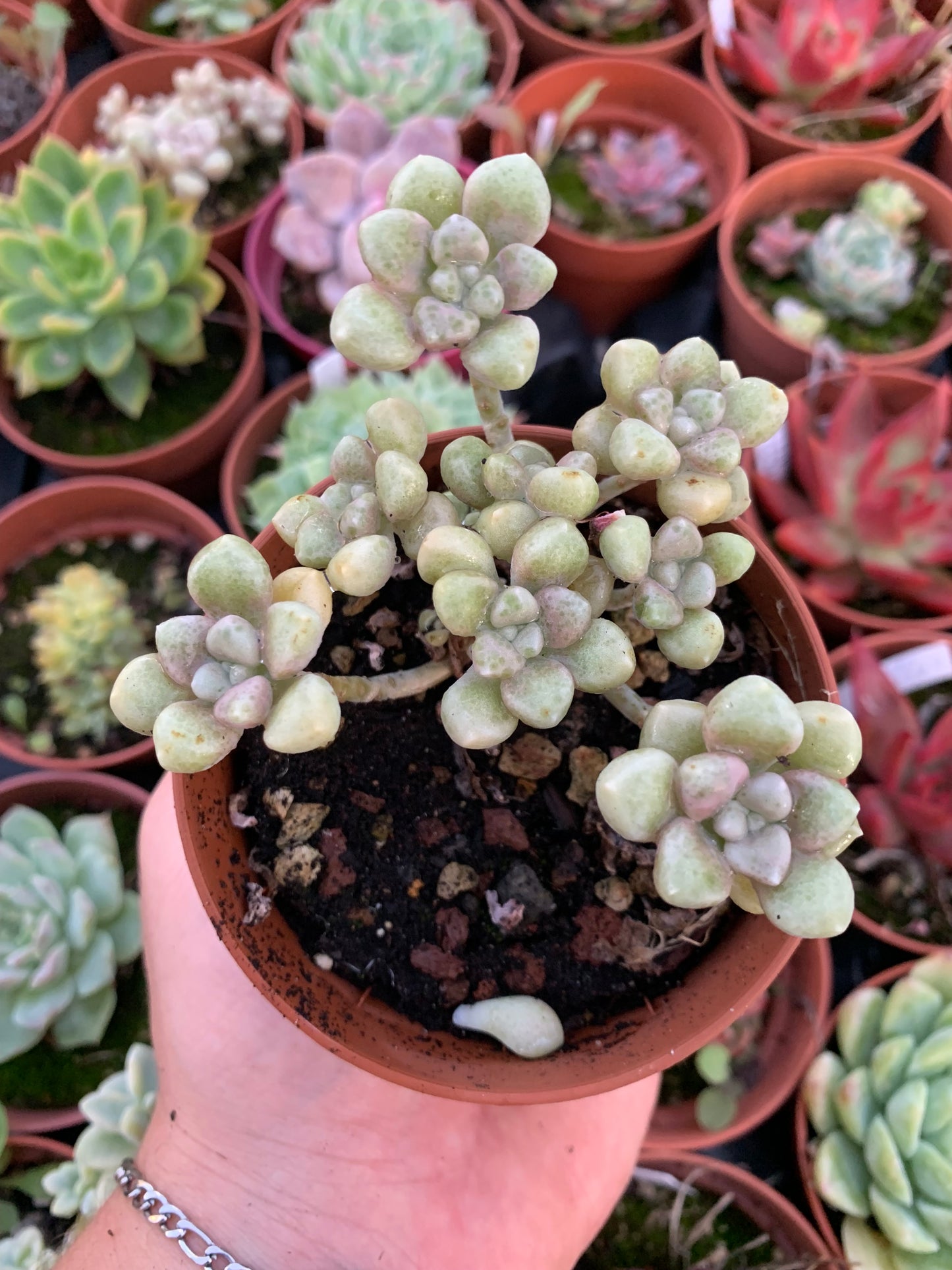 Graptopetalum ''Mendozae''
