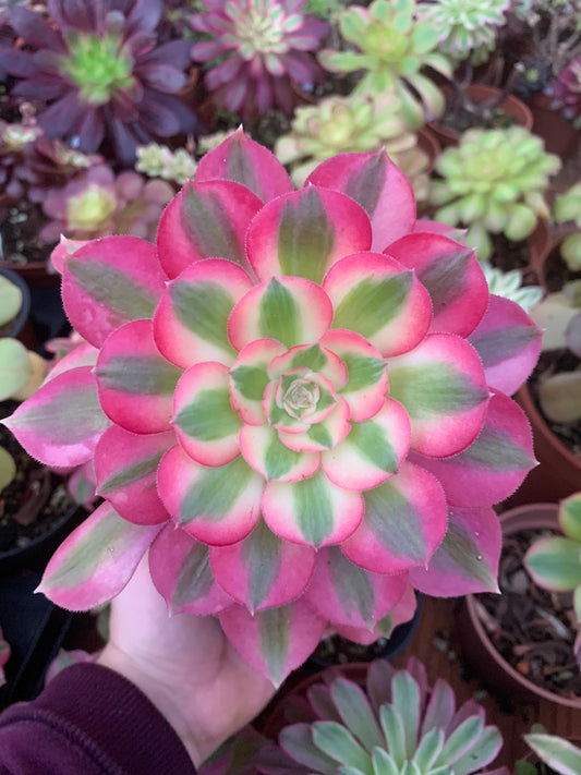 Aeonium "Pink Witch" variegado