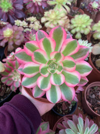 Aeonium "Pink Witch" variegado