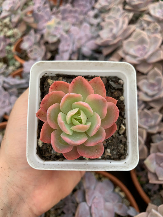 Echeveria „pink vera“ bunt koreanisch