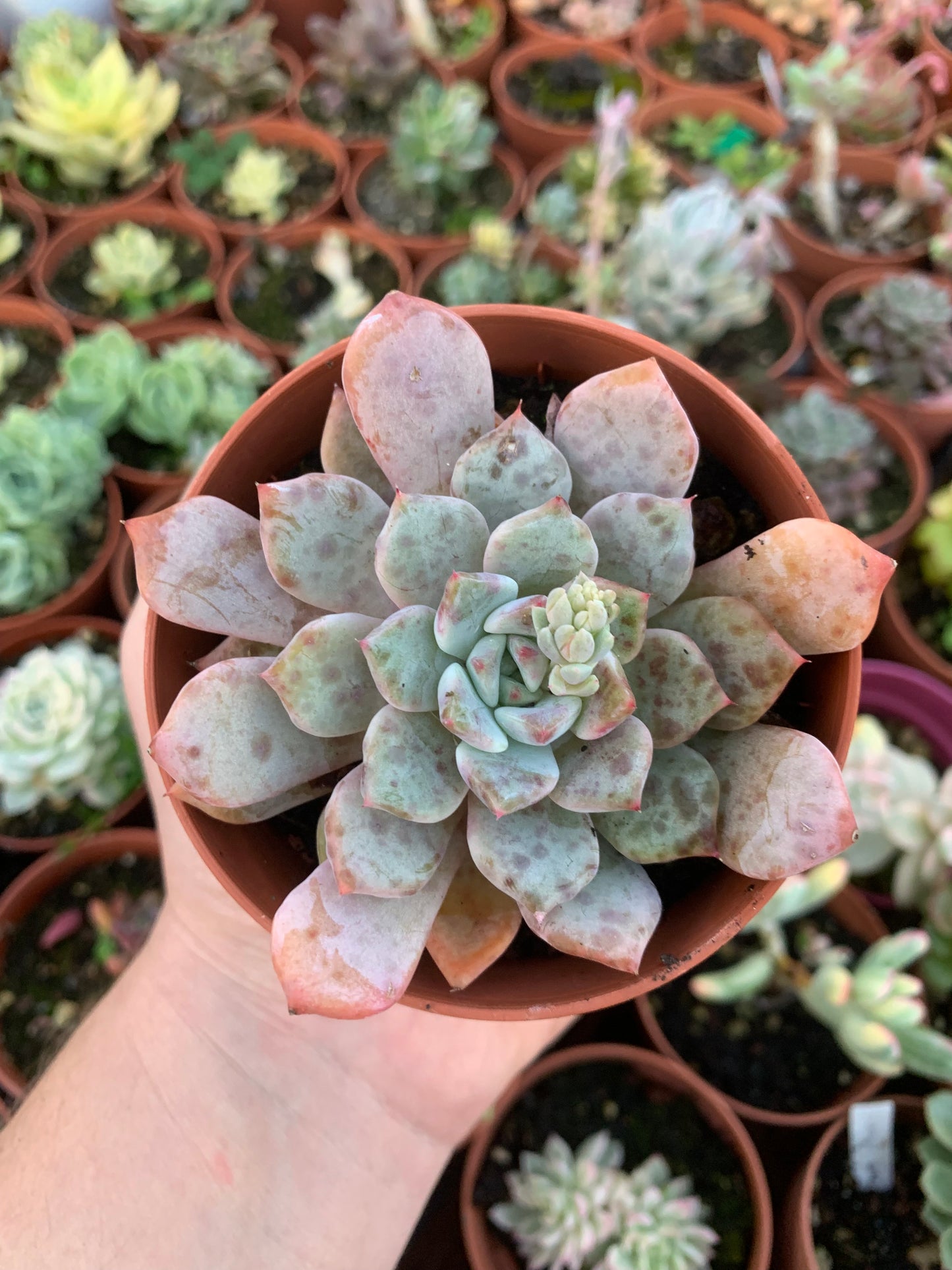 Echeveria "Devolution" (E. derembergii x E. laui selected) Korean by ChangHee