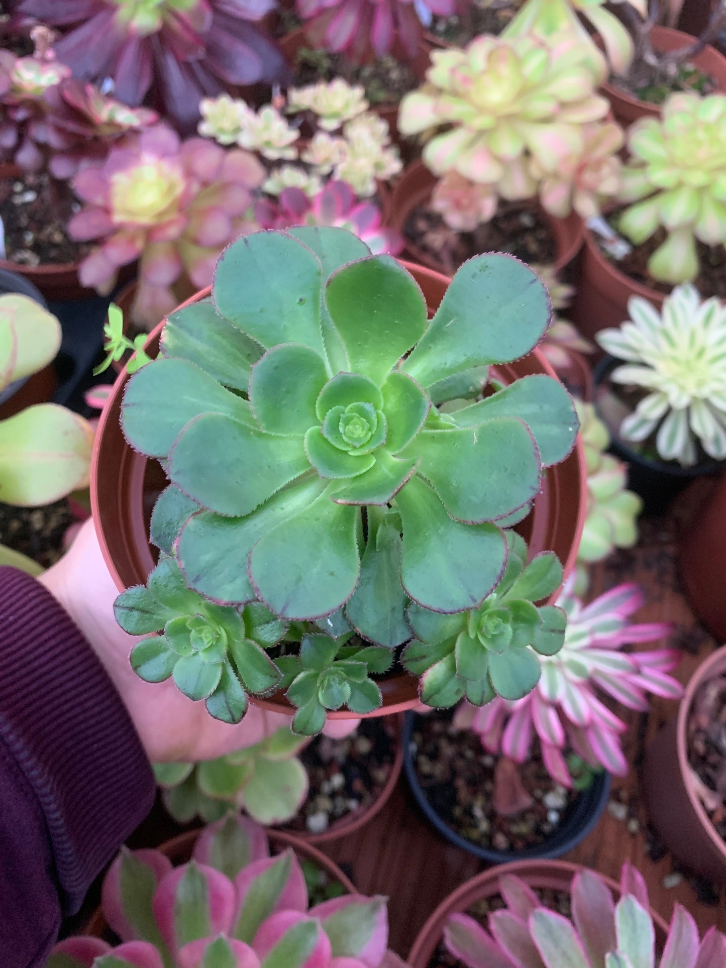 Aeonium „Red Edge“ bunt
