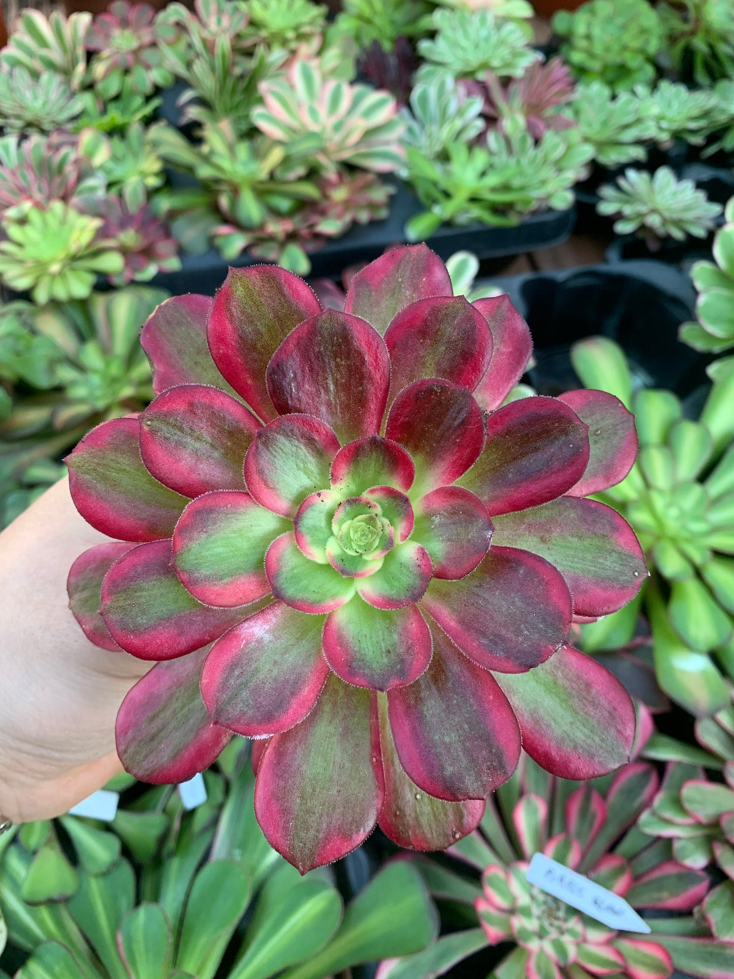 Aeonium "cornish rose" cv anna  variegado cutting