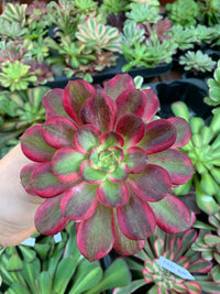 Aeonium "cornish rose" cv anna  variegado cutting