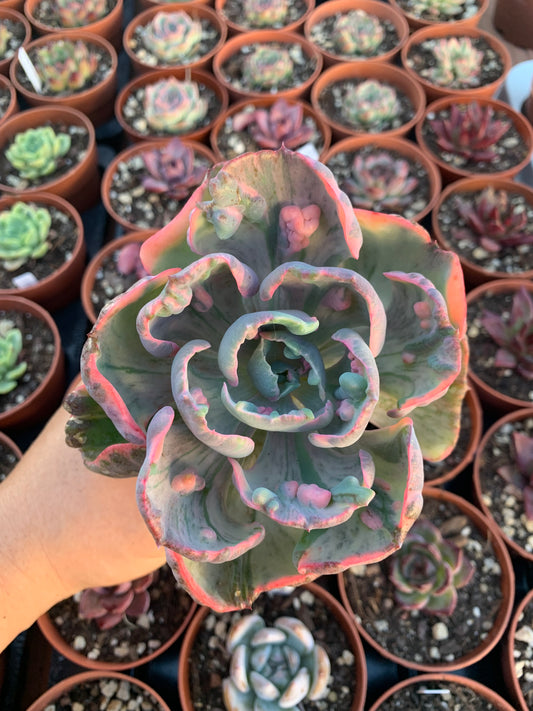 Echeveria "Beyonce" bunt Koreanisch