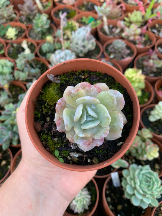 Echeveria „exotic“ (E. laui x E. runyonni „topsy turvi“) Koreanisch