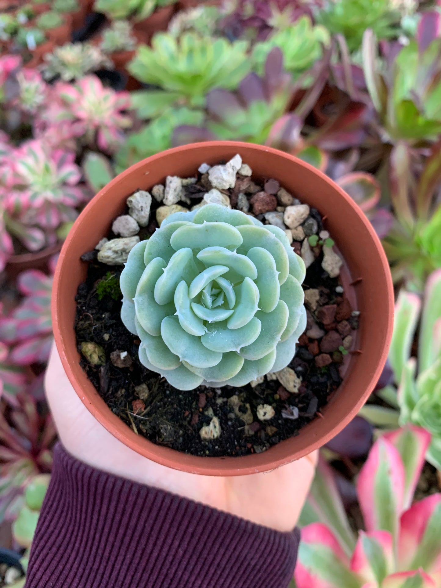 Echeveria "heart angel" Korean