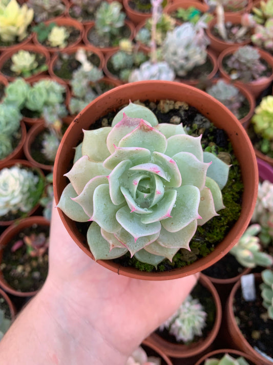 Echeveria "Ruzz" coreano