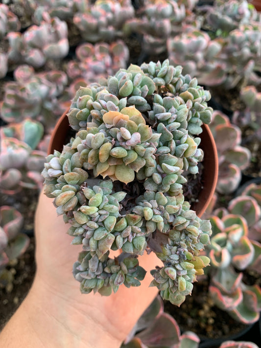 Echeveria "Cubic Frost" crestada by Renee O'Connell.