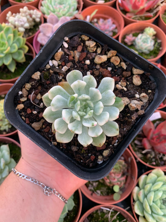 Echeveria "Blue apple" variegada