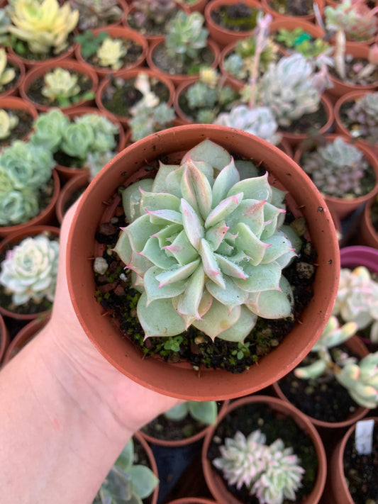 Echeveria "Ruzz" Koreanisch