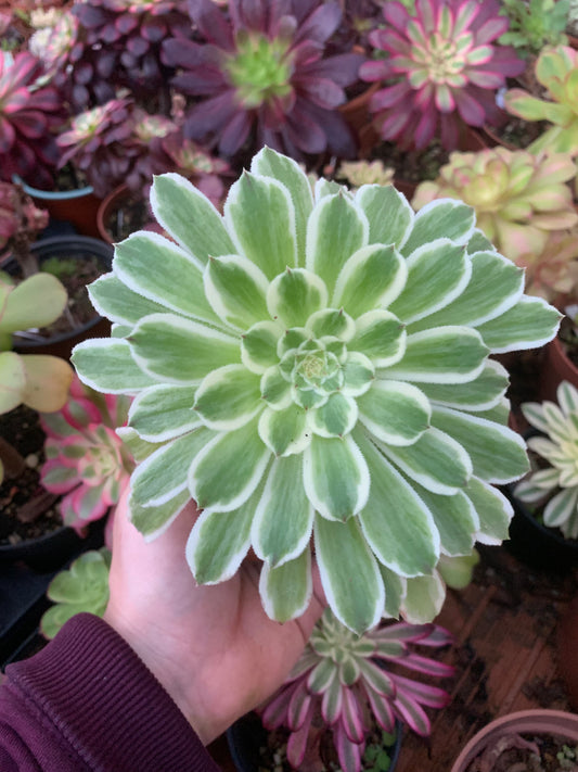 Aeonium „Green Wave“ bunt