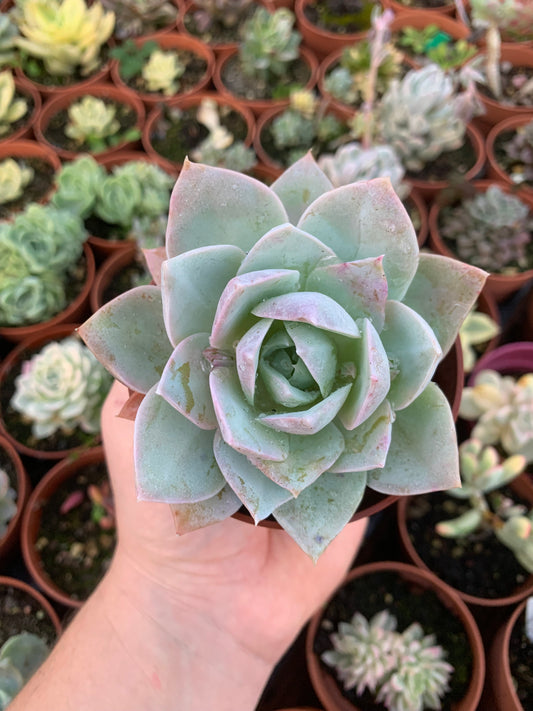 Echeveria "Amata" Koreanisch