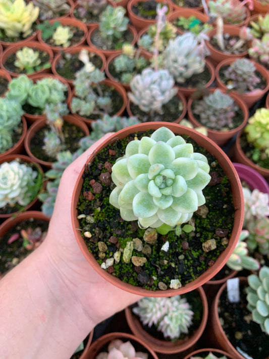 Sedum clavatum bunt koreanisch
