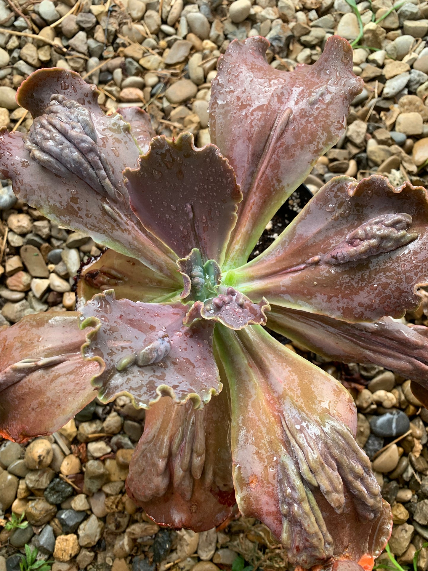 Echeveria "Regina Drago"
