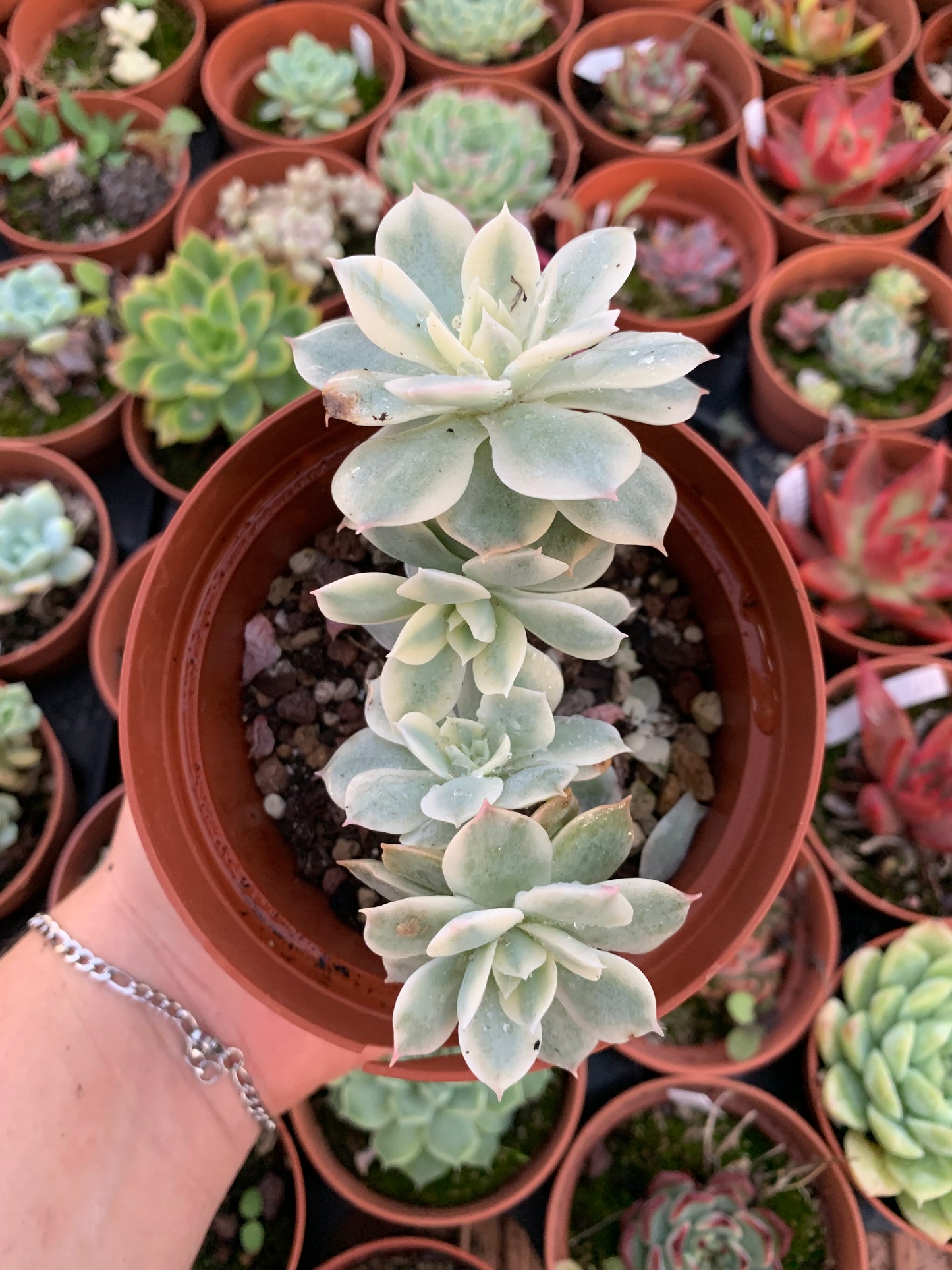 Echeveria ''Subsessilis'' cluster Variegada