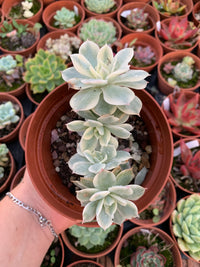 Echeveria ''Subsessilis'' cluster Variegada