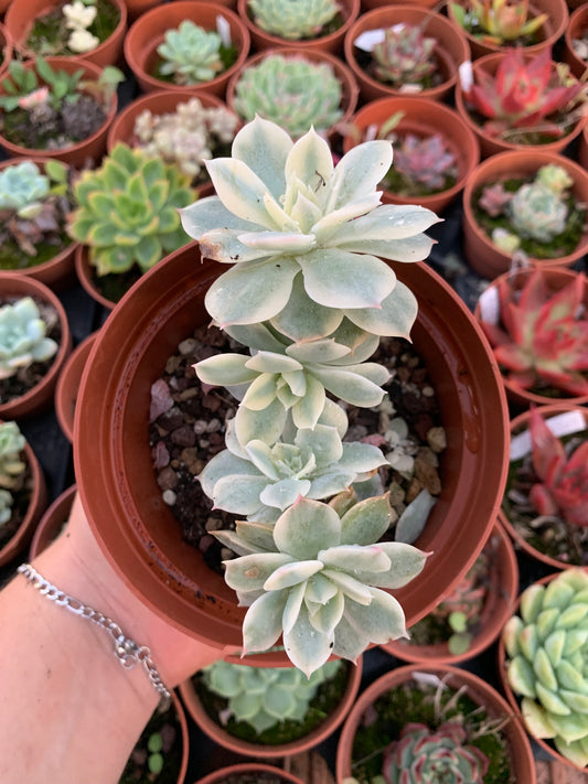 Echeveria ''Subsessilis'' cluster Variegada