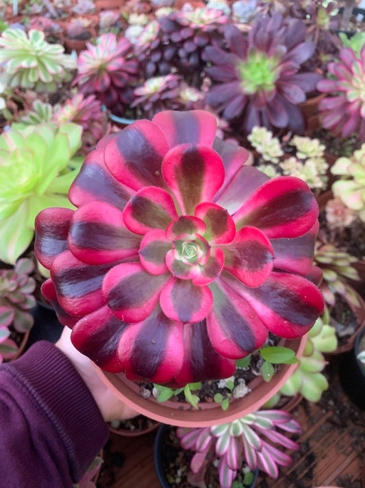 Aeonium "Medusa" Variegado
