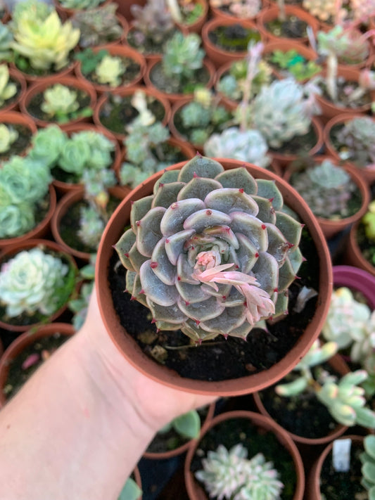 Echeveria „Leo Hart“ Koreanisch
