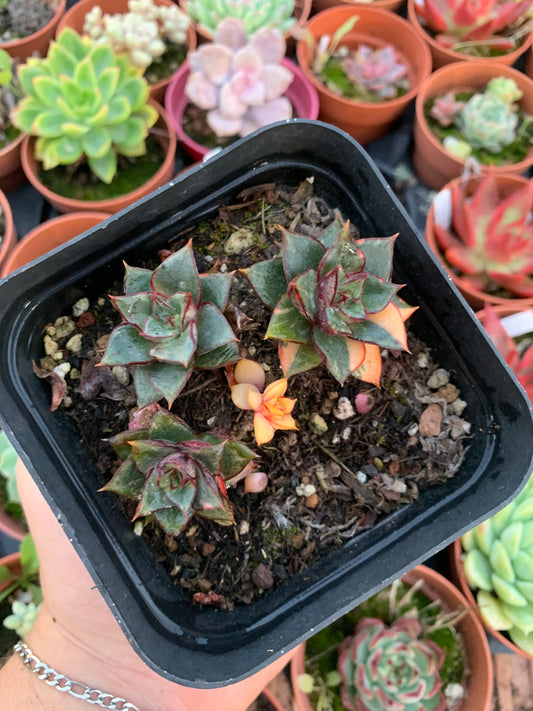 Echeveria "Monocerotis" variegada Korean