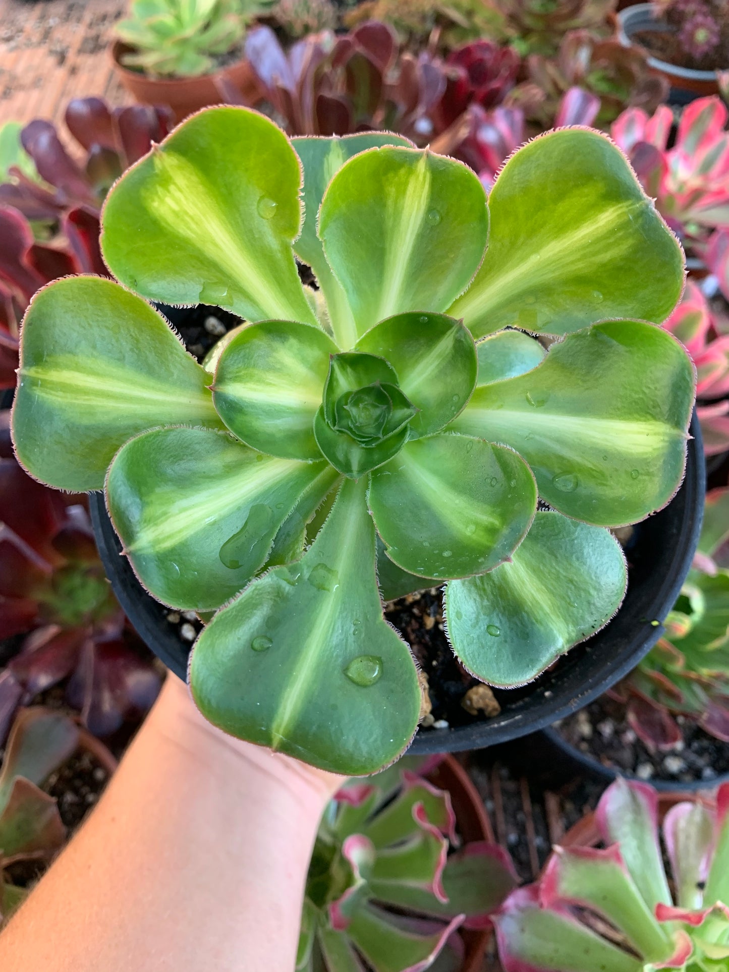 Aeonium "Poseidon" middle variegado