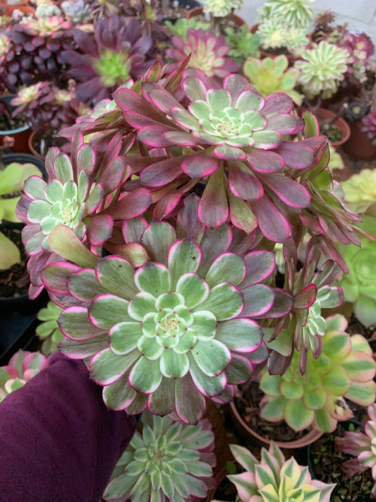 Aeonium „Tintenmalerei“, bunte Traube