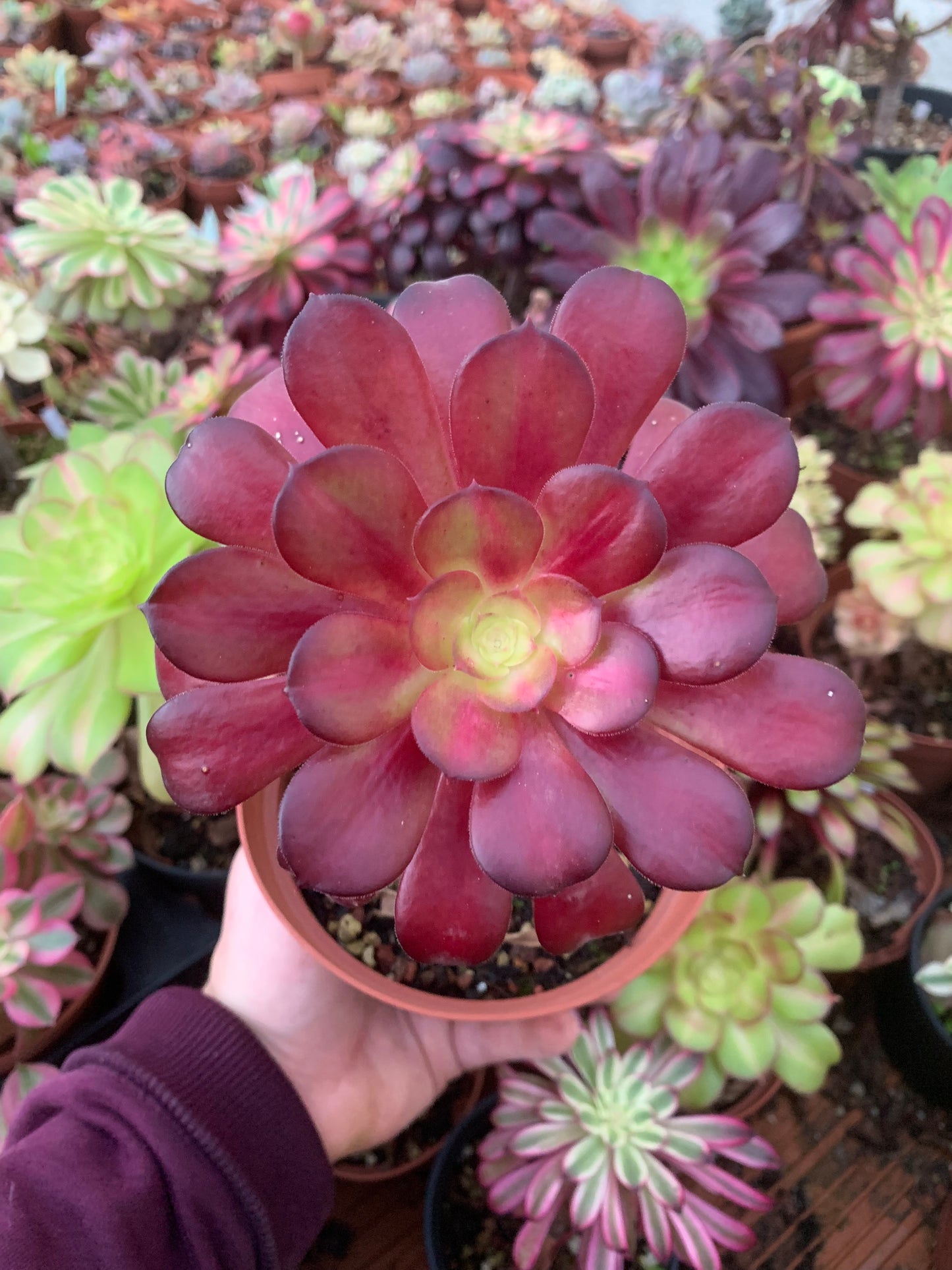 Aeonium "kilimanjaro" Revertido