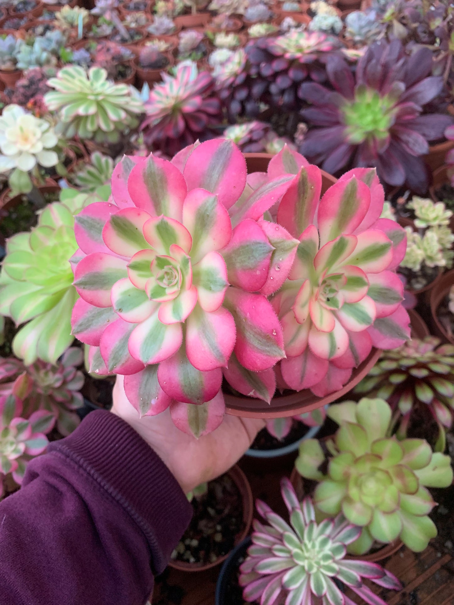 Aeonium "Pink Witch" variegado