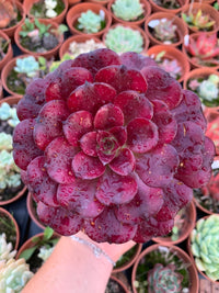 Aeonium "Maggie" Variegado