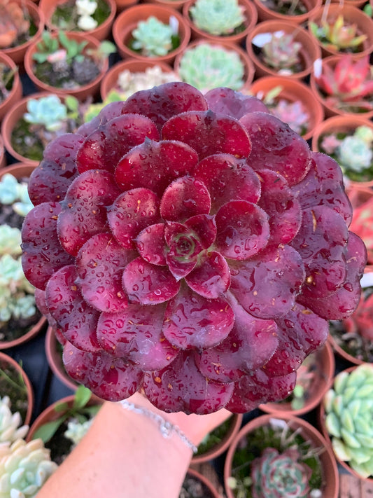 Aeonium "Maggie" Variegado