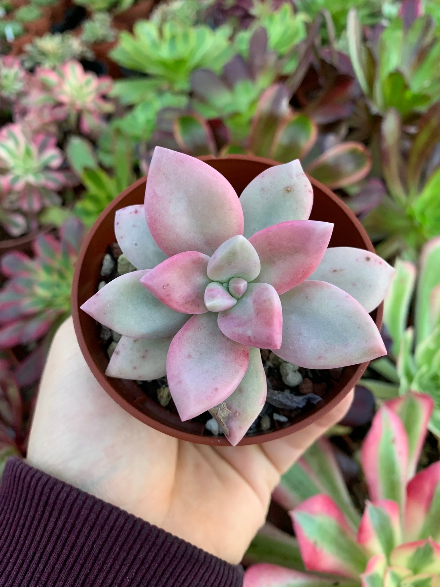 Echeveria "Aphrodite" Korean