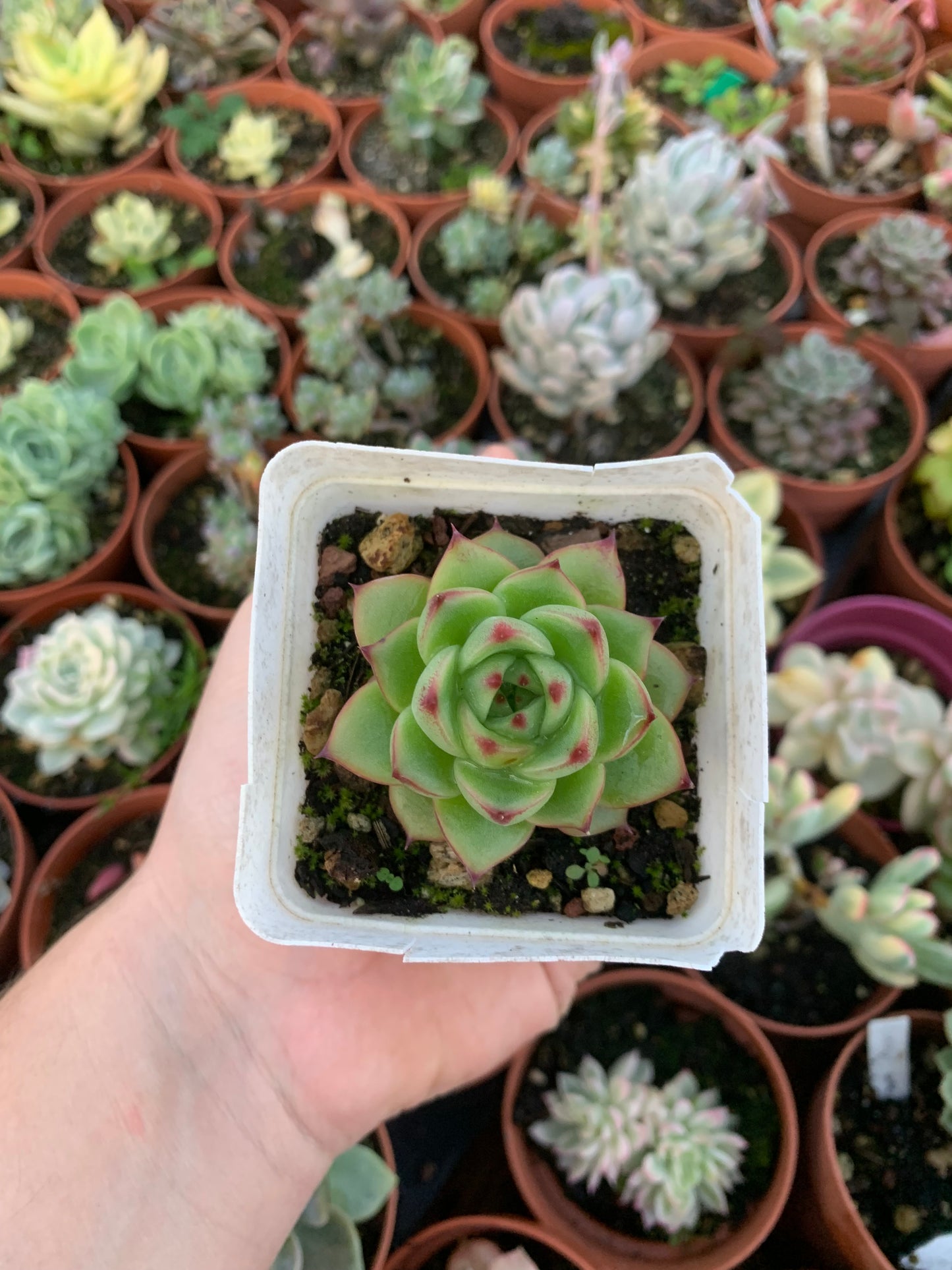 Echeveria "Paulina" Korea
