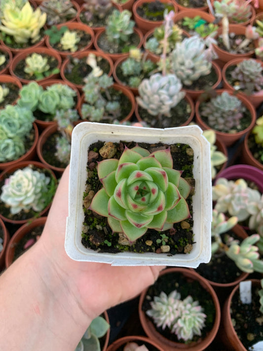 Echeveria „Paulina“