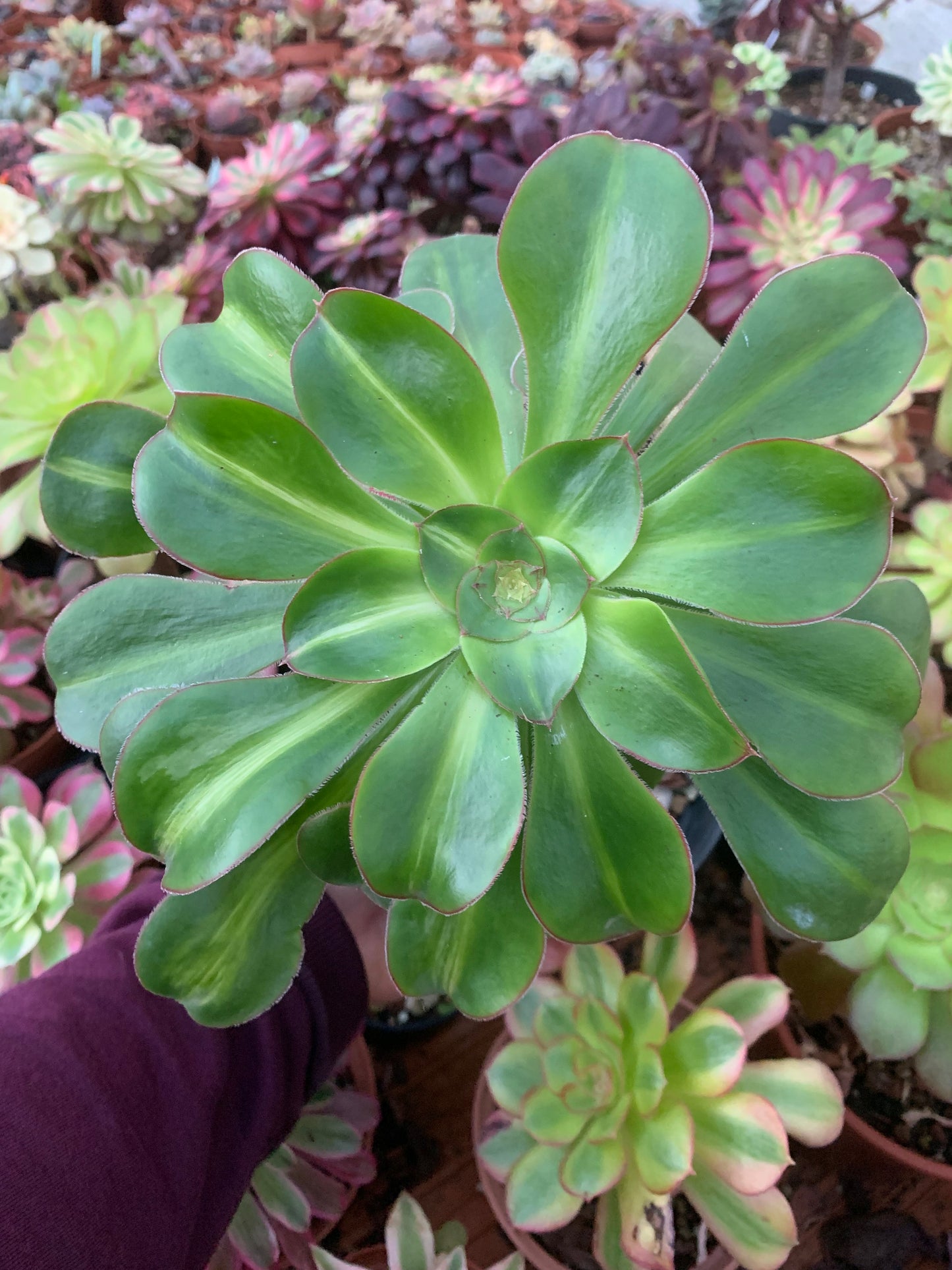 Aeonium "Poseidon" middle variegado