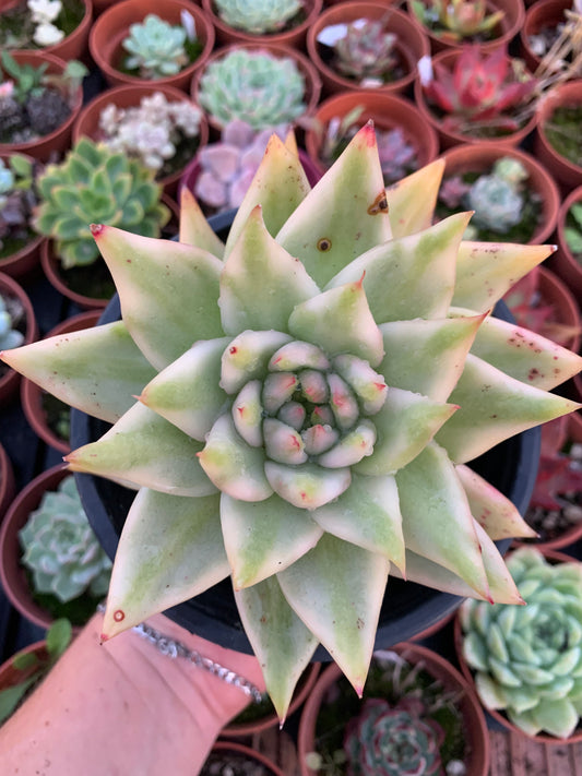 Echeveria "Echeveria Elkhorn " XXL Variegada