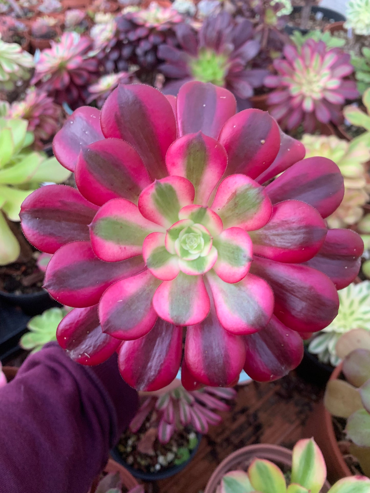 Aeonium „medusa“ bunt