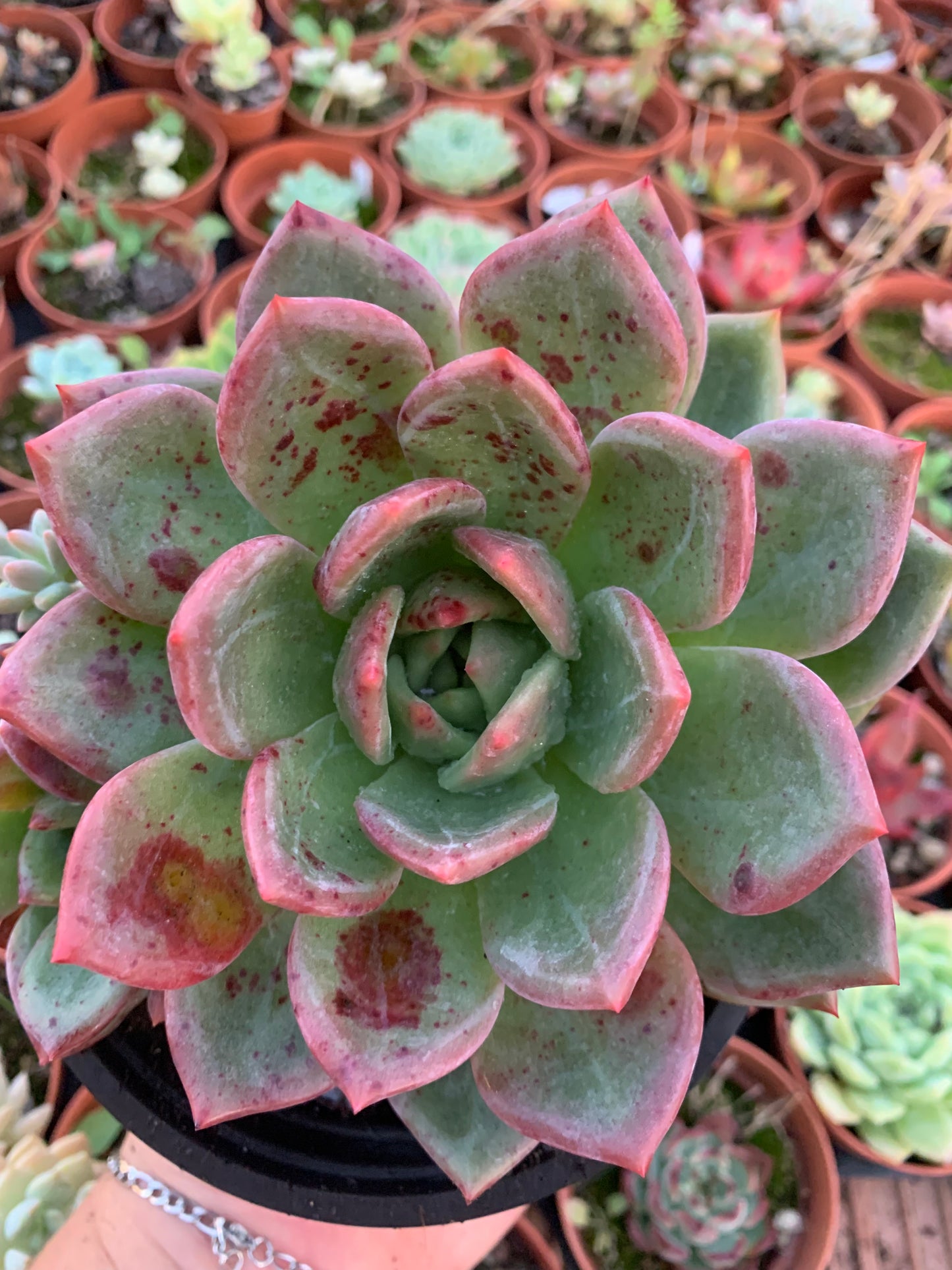 Echeveria "Champagne" XXL Korean